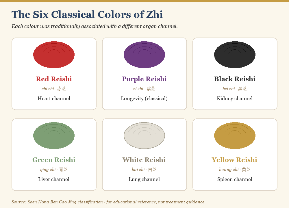 Six classical colors of lingzhi mapped to organ systems in TCM